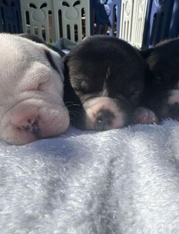 American Bully Welpen - Homburg