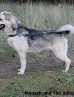 Cody braucht Menschen mit Erfahrung - Berlin