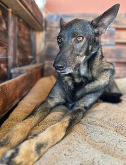DRACO - brav, verträglich, lieb 💖 - Neudenau