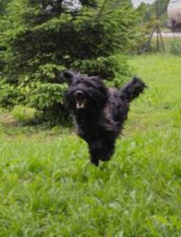 NELSON - lebhaft, aktiv und neugierig - Overath