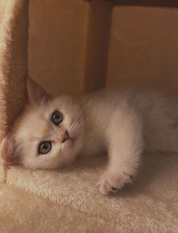 BH Kitten Weiblich - Berlin