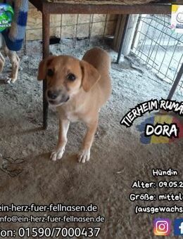 DORA-nimmst du mich an die Pfote? - Waakirchen