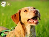 Mel sucht ruhiges, liebevolles Zuhause - Untergruppenbach