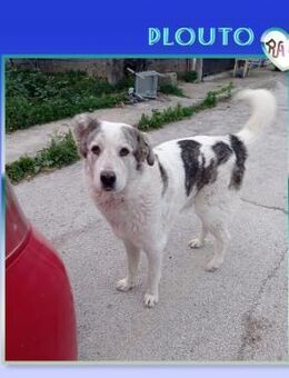 Plouto - Findet er sein Glück? - Alfeld (Leine)