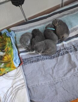 Bkh Kitten zu verkaufen - Boizenburg (Elbe)