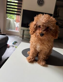 Hund Zwergpudel - Köln