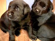 Reinrassige Labrador Welpen (noch 2 Mädchen) - Keltern