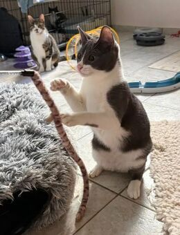 Ali aus dem Tierschutz - Grevenbroich