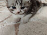 Kitten BKH/Perser - Bettlach