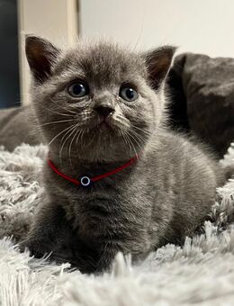 BKH Kitten, Blue Mädchen noch frei - Limbach-Oberfrohna Zentrum