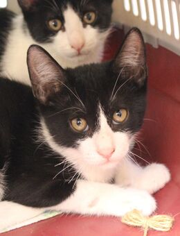 Frappé & Latte (4M). Zwei kleine Seelen suchen ihr großes Glück (Nur zusammen / Wohnungshaltung) - Kippenheim