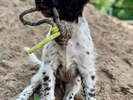 Kleine Münsterländer Welpen suchen ein neues Zuhause - Renkenberge