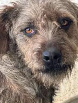 ALTEA - ein kleiner Wirbelwind - Regensburg