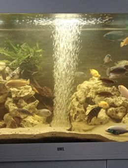 Juwel-Aquarium - Bochum Langendreer