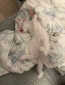 Besonderer kleiner Kater sucht liebevolles Zuhause in 25462