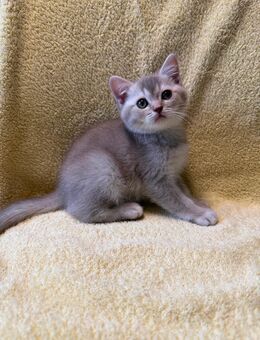 Reinrassige BKH Kätzchen mit Stammbaum,Britisch Kurzhaar Kitten - München Bogenhausen