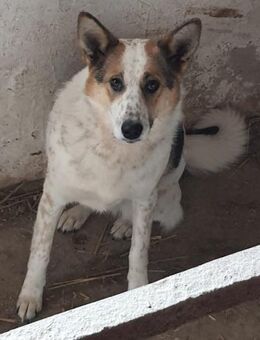 Finny 56 cm - Alpenrod