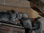 4 Katzenbabys zu verkaufen - Oberstreu