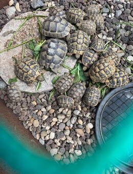 Nachzuchten Breitrandschildkröten und Griechische Landschildkröten - Offenburg