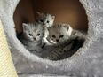 Kitten, Bkh Kätzchen, Silver Tabby KittenDas in 79189