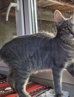 Zuckerschnuten Divi & Principessa - Rambin