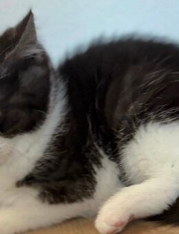 Liebevolles Main-Coon-Mix-Kätzchen sucht neues Zuhause - München Trudering-Riem