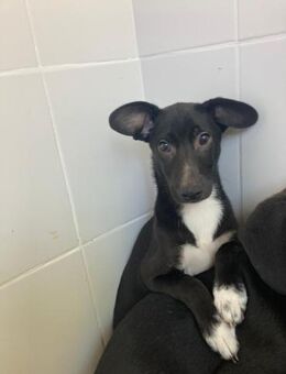 🐶Süßer Welpe DArtagnan💛 - Eislingen (Fils)