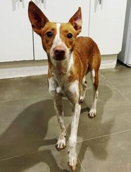 Susi wartet auf ein liebes Zuhause - Niedereschach