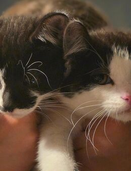 Kitten suchen liebevolles Zuhause - Kreuzau