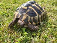 Griechische Landschildkröte Weibchen 12 Jahre - Nürnberg