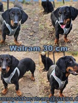 Walram ist ein typischer Dackel - Schafflund