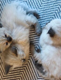 3 Sibirische Katzenwelpen ❤️ Abgabe ab Oktober - Klipphausen