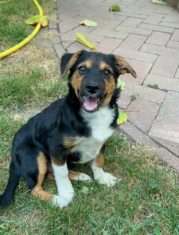 Enzo - kleiner Familienhund - Schlitz