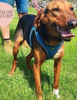 TILLY sucht ihr forever Home❤️ - Saarbrücken