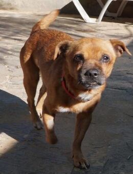 Wendy - zarte Hundedame - Bad Camberg