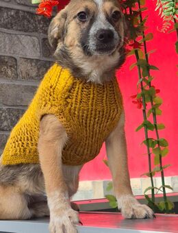 Kleine Luisa sucht ein zu Hause - Fließem