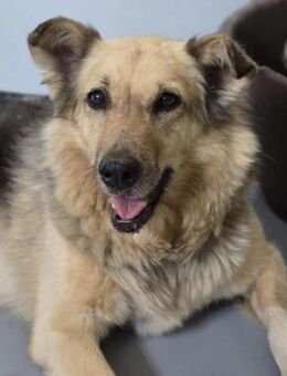 Alicia sucht ruhiges Zuhause - Kallmünz