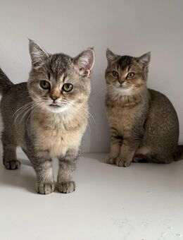 Britisch-Kurzhaar-Katzen (BKH) zu verkaufen - Karlstadt