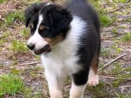 Australian Shepherd Welpen mit Papieren - Völklingen