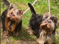 Yorkshire-Terrier Notfall in 44359