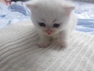 Bkh kitten von odd-eyed Mama - Frankfurt (Main) Zeilsheim