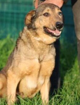 Cuno - zutraulich u. freundlich - Lohra