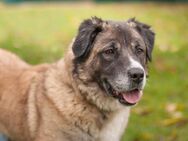 Melarie - Bernhardiner-Leonberger-Mix - 1 Jahr - Tierhilfe Franken e.V. - Lauf (Pegnitz) Zentrum