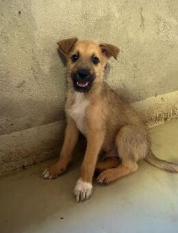 Süßer Welpe Fynn - Kallmünz