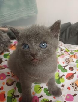3 Katzenbabys 🐈🐈‍⬛🐈‍⬛suchen ein liebevolles neues Zuhause - Bochum