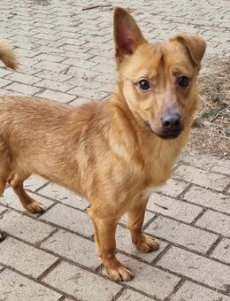 LEO-Pat♥️geseliger Rüde sucht 4ever🏡 - München