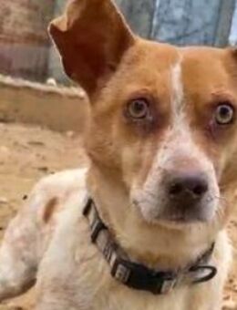 BASIL - eine kleine gebrochene Seele! - Sulzbach-Laufen