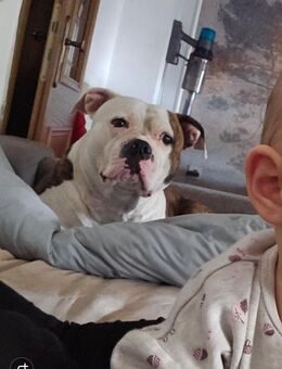American Bully Hündin - Eppelborn