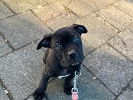 Cane Corso Welpen - Köln