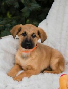 ANTON - jeden Tag fröhlich erleben - Overath